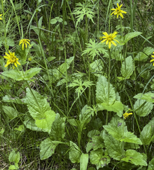 Arnica lanceolata prima