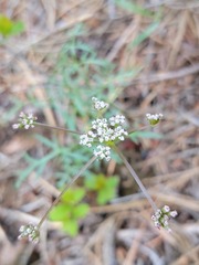 Lomatium geyeri