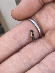 Harmonia axyridis