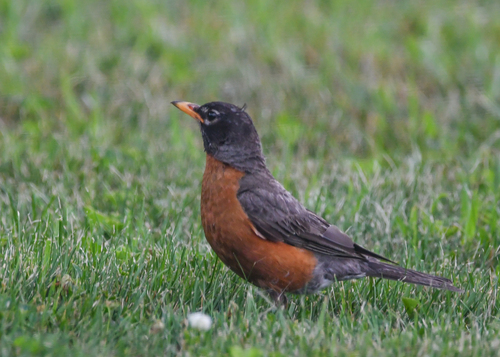 American Robin photographed in Rhode Island