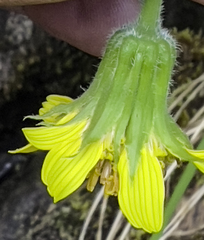 Arnica lanceolata prima