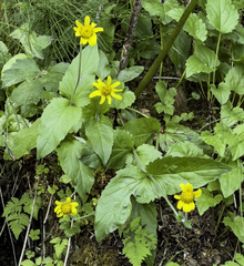 Arnica lanceolata prima
