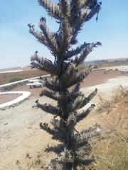 Echium glomeratum