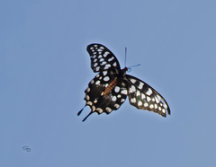 Pharmacophagus antenor