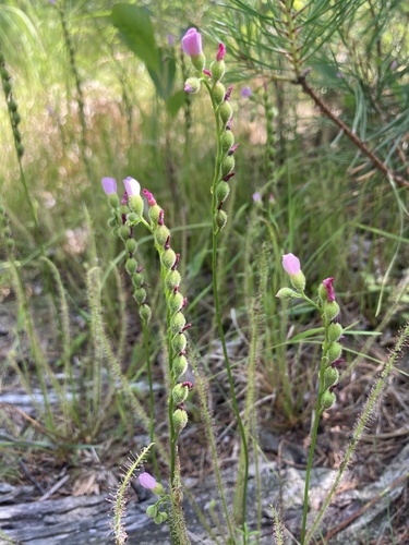 Drosera filiformis