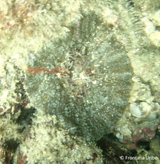 Actinostella bradleyi