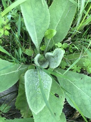 Verbascum thapsus