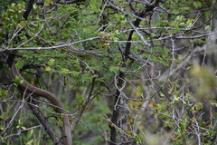 Masticophis bilineatus