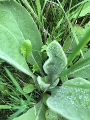 Verbascum thapsus