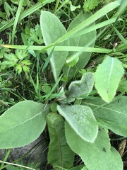 Verbascum thapsus