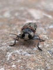 Pachybrachis thoracicus