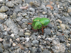 Brachysternus prasinus