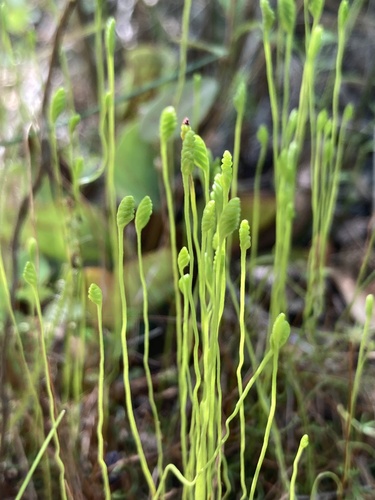 Little curlygrass fern (Schizaea pusilla)