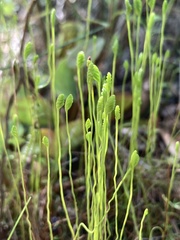 Little Comb Fern (Schizaea pusilla)