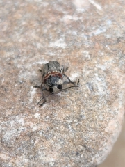 Pachybrachis thoracicus