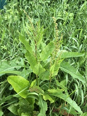 Rumex aquaticus