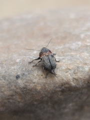 Pachybrachis thoracicus