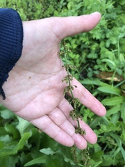 Rumex aquaticus