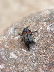 Pachybrachis thoracicus