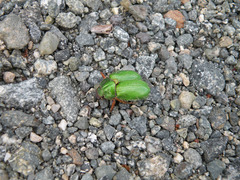 Brachysternus prasinus