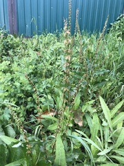 Rumex aquaticus