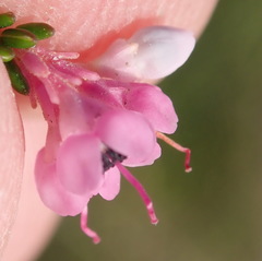 Erica melanthera