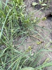 Carex raynoldsii