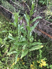 Cirsium arvense