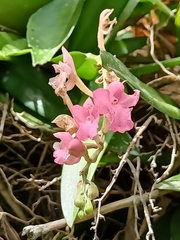 Rodriguezia lanceolata