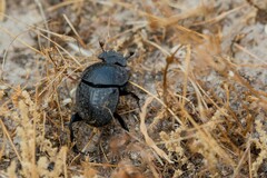 Scarabaeus cicatricosus