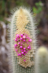 Micranthocereus streckeri