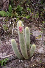 Micranthocereus streckeri