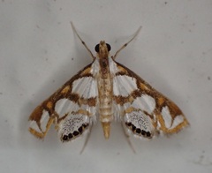 Chrysendeton