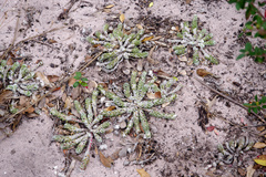 Portulaca werdermannii