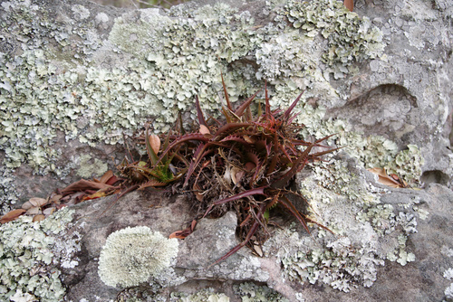 Orthophytum braunii