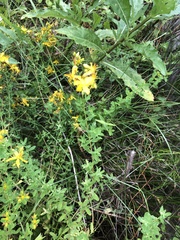 Hypericum perforatum