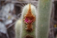 Micranthocereus streckeri