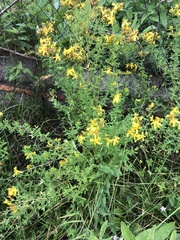 Hypericum perforatum