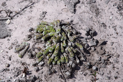Portulaca werdermannii