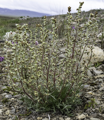 Artemisia borealis borealis