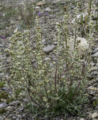 Artemisia borealis borealis