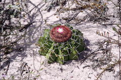 Melocactus paucispinus