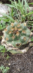 Coryphantha ottonis