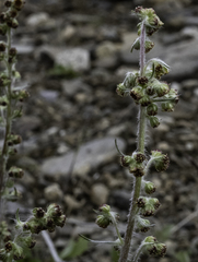 Artemisia borealis borealis