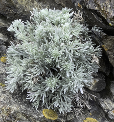 Artemisia furcata