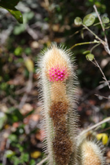 Micranthocereus streckeri