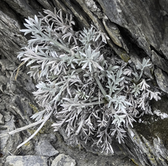 Artemisia furcata