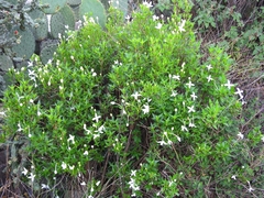 Bouvardia longiflora