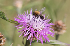 Andrena nigriceps