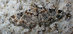 Eupithecia pulchellata